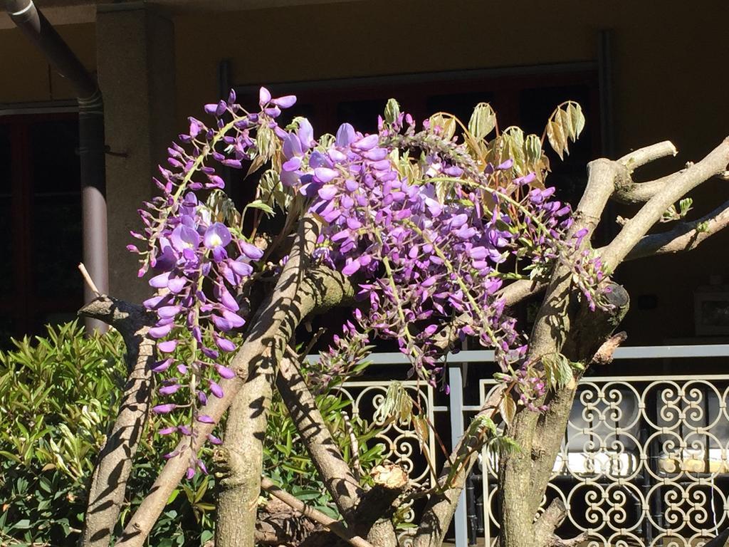 مبيت وإفطار Cesate Bed&Garden المظهر الخارجي الصورة